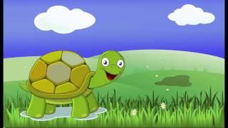 Mr Turtle - 1 Hour Repeat
