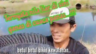 Mancing ikan nila liar makin panas makin ganas