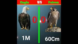 Eagle vs falcon which is better?#youtubeshorts #shorts #trending #ytshorts #shortsfeed #factsmine