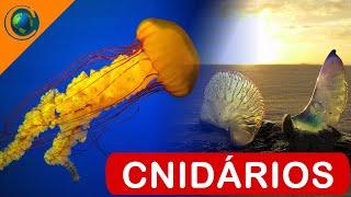 ZOOLOGIA - CNIDÁRIOS