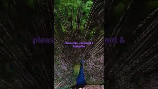 awesome peacock# entertainment#amazing#