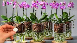 Strangely, growing orchids without watering makes them grow quickly and bloom all year round