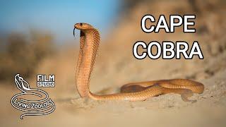 Cape cobra, one of the most venomous cobras in Africa, colorful snake, cobra vs. meerkats