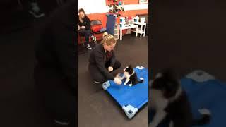 Dog Training | 8 week puppy | Solid K9 Training Dog Training