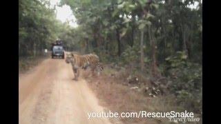 Biggest Tiger in India Jay at Umred Karhandla