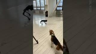 You are not a real doggo, get out!  #shorts #technology #robot #dogs #robotics #tech