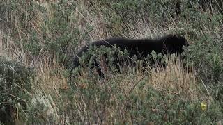 Tropical Birding's Enigmatic Wildlife - Spectacled Bear in Ecuador by Jose Illanes