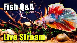 [LIVE]  A Giveaway and Fish Q&A!