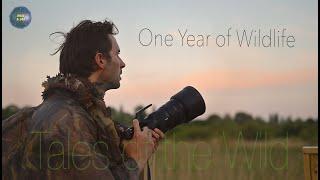 One Year of Wildlife - Tales of the Wild