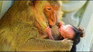 Why Old Nonestop M.i.streated Newly Baby || Old Mom Feel Not L0ve Her New Born Baby On High Tree