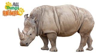 * RHINOCEROS * | Animals For Kids | All Things Animal TV