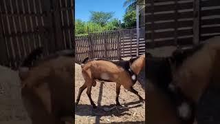 One of the male angloubian dairy goats