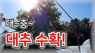 [대추] 대충~ 대추 수확! / 갓 솎아주기 마무리 – 농사일기