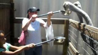 Hand-feeding an ostrich!!