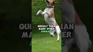 Why Dogs Are So Agile and Fast  #dogpaws #dogworld #dog #dogbreed #cutedog #pets #facts