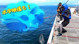 大物を泳がせ釣りで狙う！すごい海釣り公園とっとパーク！