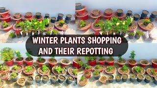 NEW WINTER FLOWERING PLANTS SHOPPING AND THEIR REPOTTING | HOW TO REPOT PLANTS FROM NURSERY 