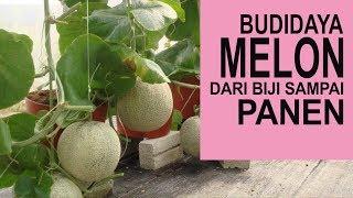 Cara Menanam Buah Melon Lengkap Dari Biji Sampai Panen Melon