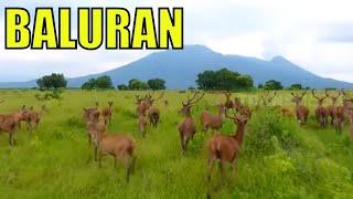 Wisata Seru ke taman Nasional Baluran | RAGAM INDONESIA (20/08/20)