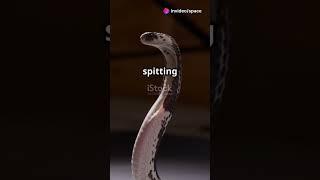 The Mysterious Life of Cobras