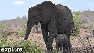 Africam Tembe Elephant Park powered by EXPLORE.org