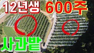 횡성전원주택[매번 924], 횡성전원주택매매,평창전원주택지, 12년생 사과나무 600그루, 연소득이 보장되는 곳, 전원생활하면서 소득도 누리세요. 토지 5,519㎡[1,699"].