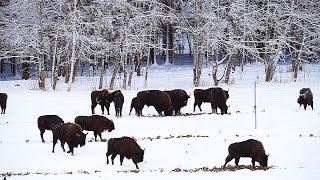 Зубр. Выпуск в дикую природу. The output of European bison into the wild.