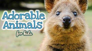 Adorable Animals for KIDS | Which one's the CUTEST?  