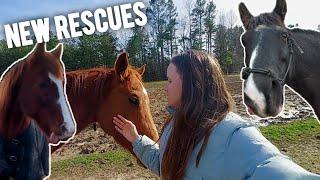 NEW Horses and Their First Rides! Recent Rescues