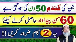 Instructions for Wheat crop of 50 days to get maximum yield || Crop Reformer