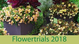 Flowertrials 2018 bei Kientzler Jungpflanzen