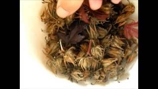 Collecting Hibiscus Acetosella Seeds | False Roselle Seeds