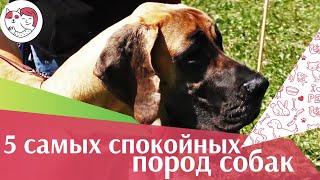 5 самых спокойных пород собак на ilikepet