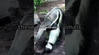 Amazing Facts About Anteaters!  #wildlife #facts #animals #youtubeshorts #nature #education