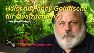 Sind Fancy Goldfische (Schleierschwanz Goldfische) ethisch OK oder handelt es sich um Qualzuchten?