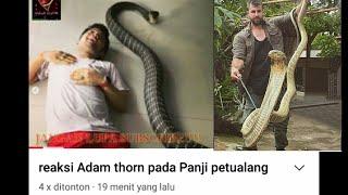 reaksi Adam thorn pada Panji petualang