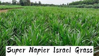 Planting Israel Super Napier grass in field