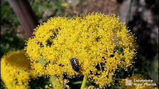 Férule (Ferula communis)