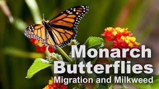 Monarch Butterflies: Migration and Milkweed – Family Plot