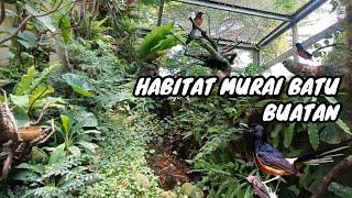 HABITAT ALAMI MURAI BATU BUATAN | Episode 31