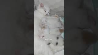 MINUM SUSU IBU BIAR SEHAT #indukkucing #babykitten #shortvideo #kucingku
