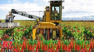 AMAZING MODERN CHILLI AGRICULTURE