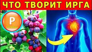 Ирга ягода - польза и вред, полезные (лечебные) свойства и противопоказания
