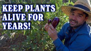 How I Keep The Same Eggplants & Peppers Alive For YEARS!