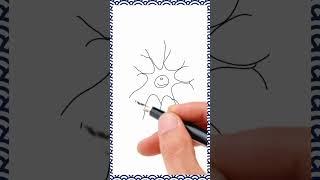 Neuroartistry: Drawing the Cell Body and Dendrite of an Axon ️ - #shortsviral