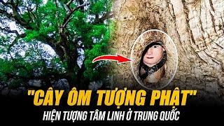 BÍ ẨN "CÂY ÔM TƯỢNG PHẬT" Ở TRUNG QUỐC | HIỆN TƯỢNG TÂM LINH HAY KỲ QUAN SINH HỌC?