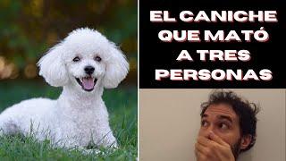 El CANICHE que MATÓ a TRES PERSONAS - #VideoInútil de bolsillo