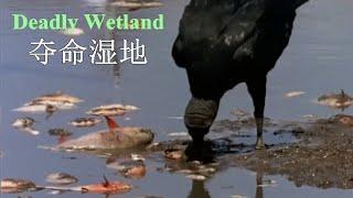 中美洲湿地掠食者 @ 水虎鱼, 凯门鳄, 水蚺 + Deadly Wetland