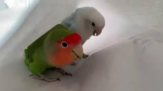 Male lovebird wooing his mate - Blue and Rosie