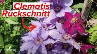 Clematis Rückschnitt im Herbst / Winter - Welche Schnittgruppen müssen wann geschnitten werden?